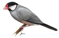 Image of: Lonchura oryzivora (Java sparrow)