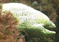 Image of: Gymnothorax mordax (California moray)