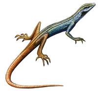 Image of: Platysaurus capensis