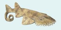 Image of: Eucrossorhinus dasypogon (tasselled wobbegong)