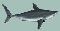 Image of: Lamna nasus (porbeagle)