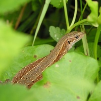 Zootoca vivipara - Common Lizard