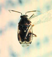 Deraeocoris nebulosus