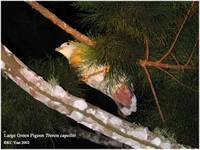 Large Green Pigeon - Treron capellei