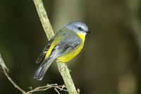 Eastern yellow Robin