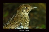 Ground Thrush