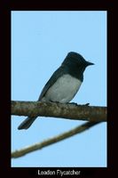 Leaden Flycatcher