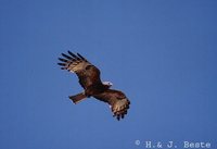 Square-tailed Kite - Lophoictinia isura