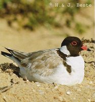 Hooded Plover - Thinornis cucullatus