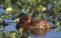 Masked Duck (Oxyura dominica) photo