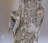 Pygmy Woodpecker (Dendrocopos kizuki) photo