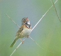 Chestnut-eared (Gray-headed) Bunting (Emberiza fucata) photo