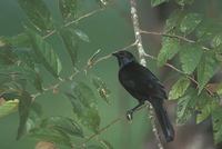 Melodious Blackbird (Dives dives) photo