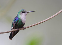 Green-crowned Woodnymph (Thalurania fannyi) photo