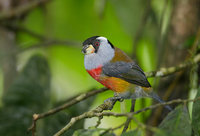 Toucan Barbet (Semnornis ramphastinus) photo