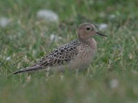 Buff-breasted Sandpiper - Tryngites subruficollis