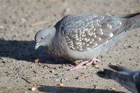 Spot-winged Pigeon - Patagioenas maculosa