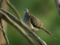 Bar-shouldered Dove - Geopelia humeralis