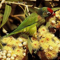 Varied Lorikeet - Psitteuteles versicolor