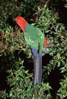 Australian King-Parrot - Alisterus scapularis