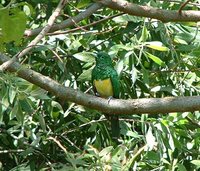 African Emerald Cuckoo - Chrysococcyx cupreus