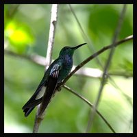 White-vented Plumeleteer - Chalybura buffonii