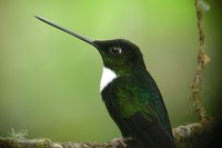 Collared Inca - Coeligena torquata