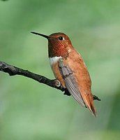 Rufous Hummingbird - Selasphorus rufus