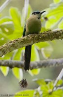 Highland Motmot - Momotus aequatorialis