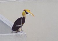 Great Hornbill - Buceros bicornis