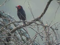 Red-faced Barbet - Lybius rubrifacies