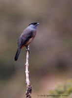 Bay-vented Cotinga - Doliornis sclateri