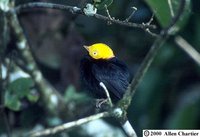 Golden-headed Manakin - Pipra erythrocephala