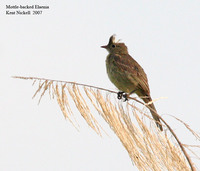 Mottle-backed Elaenia - Elaenia gigas