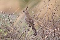 Chirruping Wedgebill - Psophodes cristatus