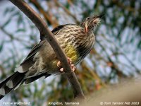 Yellow Wattlebird - Anthochaera paradoxa