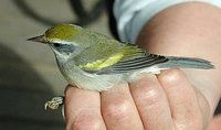 Golden-winged Warbler - Vermivora chrysoptera