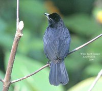 White-lined Tanager - Tachyphonus rufus