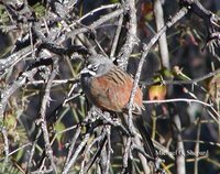 Bridled Sparrow - Aimophila mystacalis