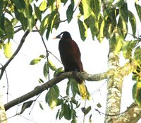 Montezuma Oropendola - Gymnostinops montezuma