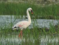 Lesser Flamingo