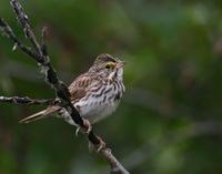 Savannah Sparrow