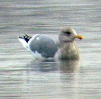 Thayer's Gull. Photo by Greg Gillson