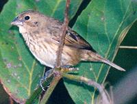 Blue-black Grassquit, Volatinia jacarina, female