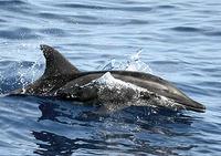 Rough-toothed dolphins (Steno bredanensis) are rarely observed at