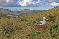 ...A huge Southern Royal Albatross incubates its eggs on scenic Campbell Island in the Subantarctic