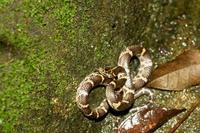 Dinodon rufozonatus walli Sakishima odd-tooth snake