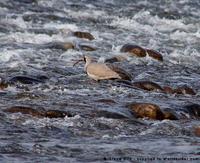 Ibisbill, Ibidorhyncha struthersii