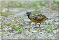 Barred Buttonquail