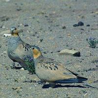 62. 티벳사막닭 (西藏 毛腿沙鷄） Syrrhaptes tibetanus